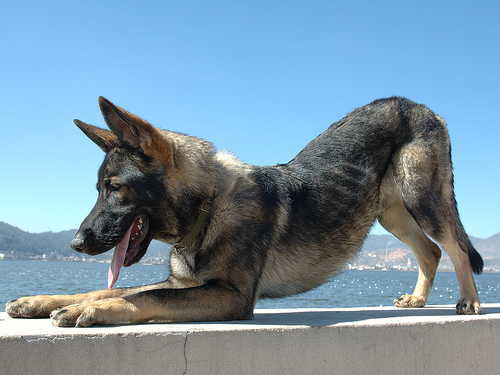 kunming dog.jpg